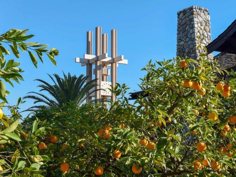 Clock Tower looms in the background in front of orange trees